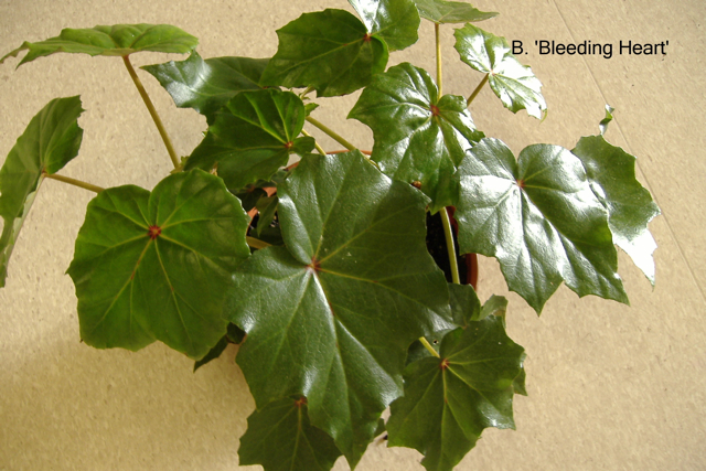 B. ‘Bleeding Heart’